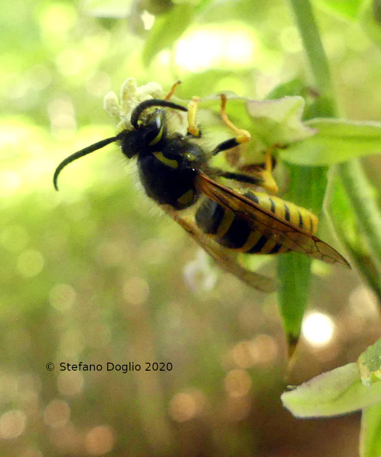 Vespula germanica? No, Dolichovespula sp., maschio